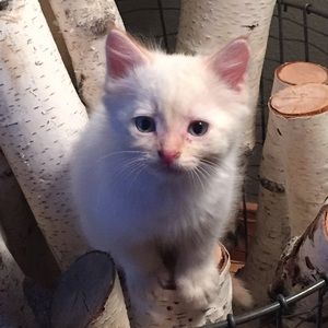 Meet your Posher, Peg